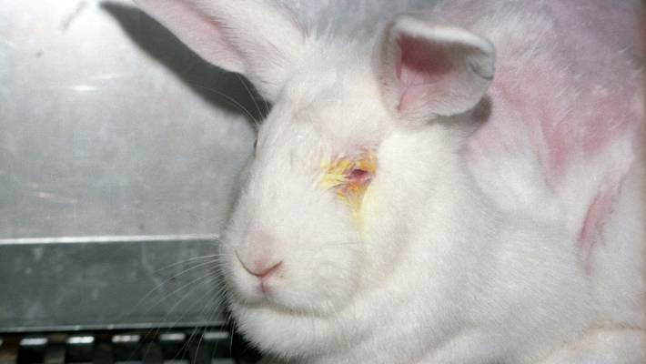 Acute Toxicity Studies – Study Design of OECD Guideline 405: Acute Eye Irritation/Corrosion Study in Rabbits