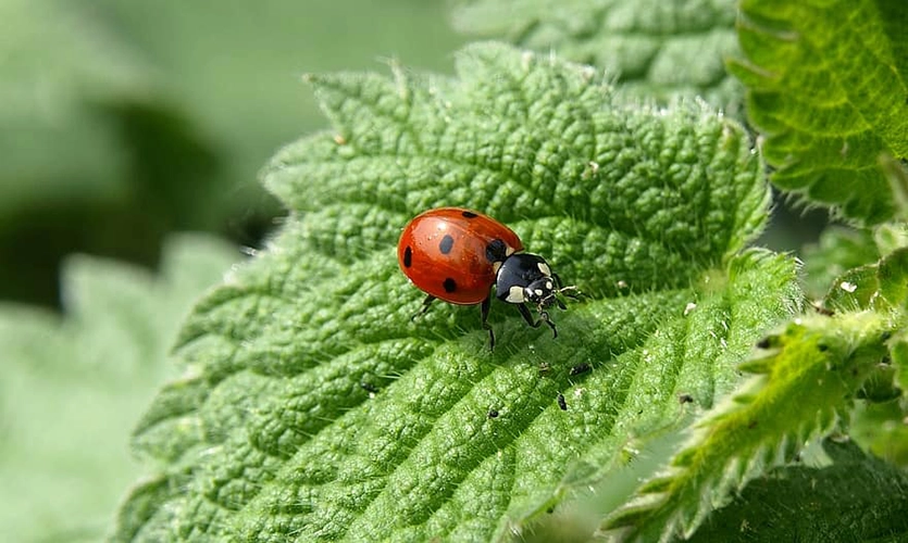 Blog - Laboratory Testing & Analysis 5 What is Biocontrol