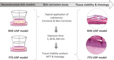 Study Design of EpiSkin-In Vitro Skin Corrosion (OECD 431)