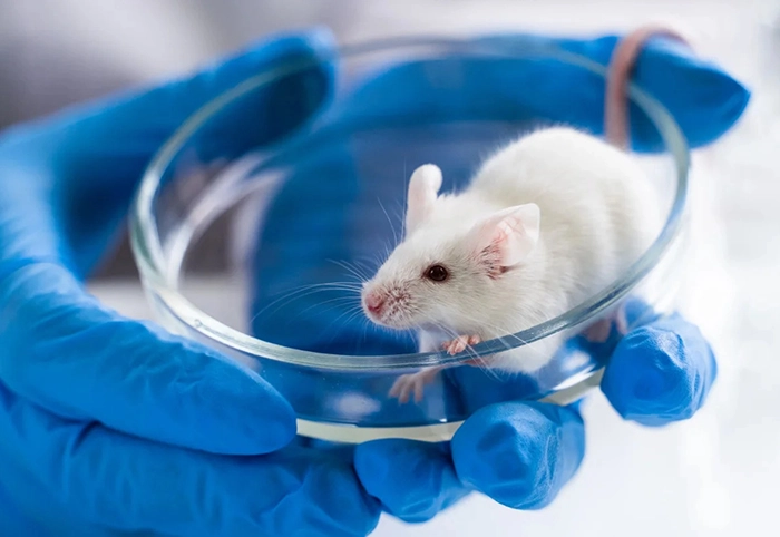 Blog - Laboratory Testing & Analysis 4 Exploring Animal Models in Research