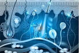 Study Design of In Vitro Skin Absorption: Franz Cell Diffusion Assay (OECD 428)