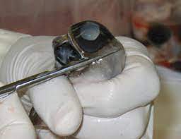 Study Design of In Vitro Eye Irritation [Bovine Corneal Opacity and Permeability (BCOP) Test] (OECD 437)