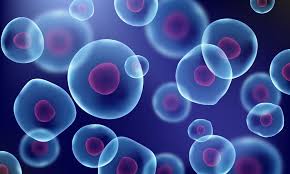 Molecular Biological Analysis : The Microscopic Revolution in Understanding Biology