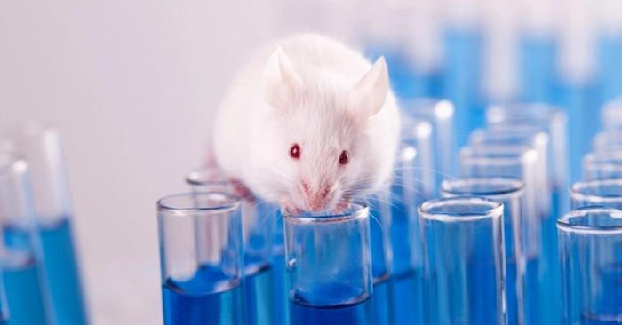 Exploring Animal Models in Research 2 Veterinary Care